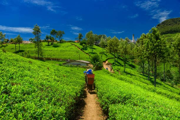 Explore Packages in Assam