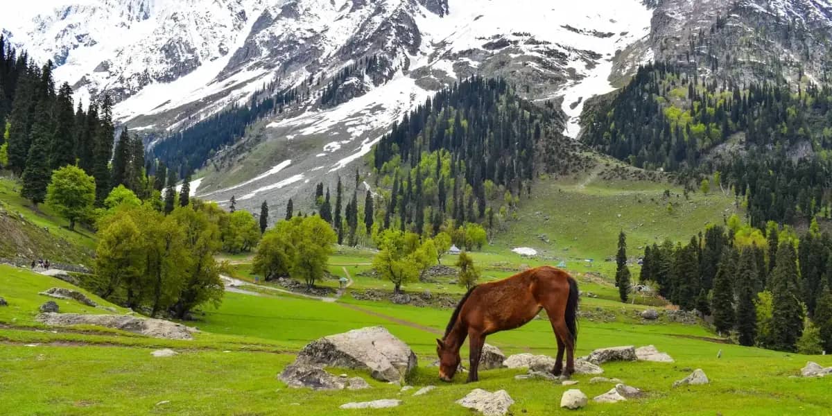 Best Places to Visit in India in June 2026