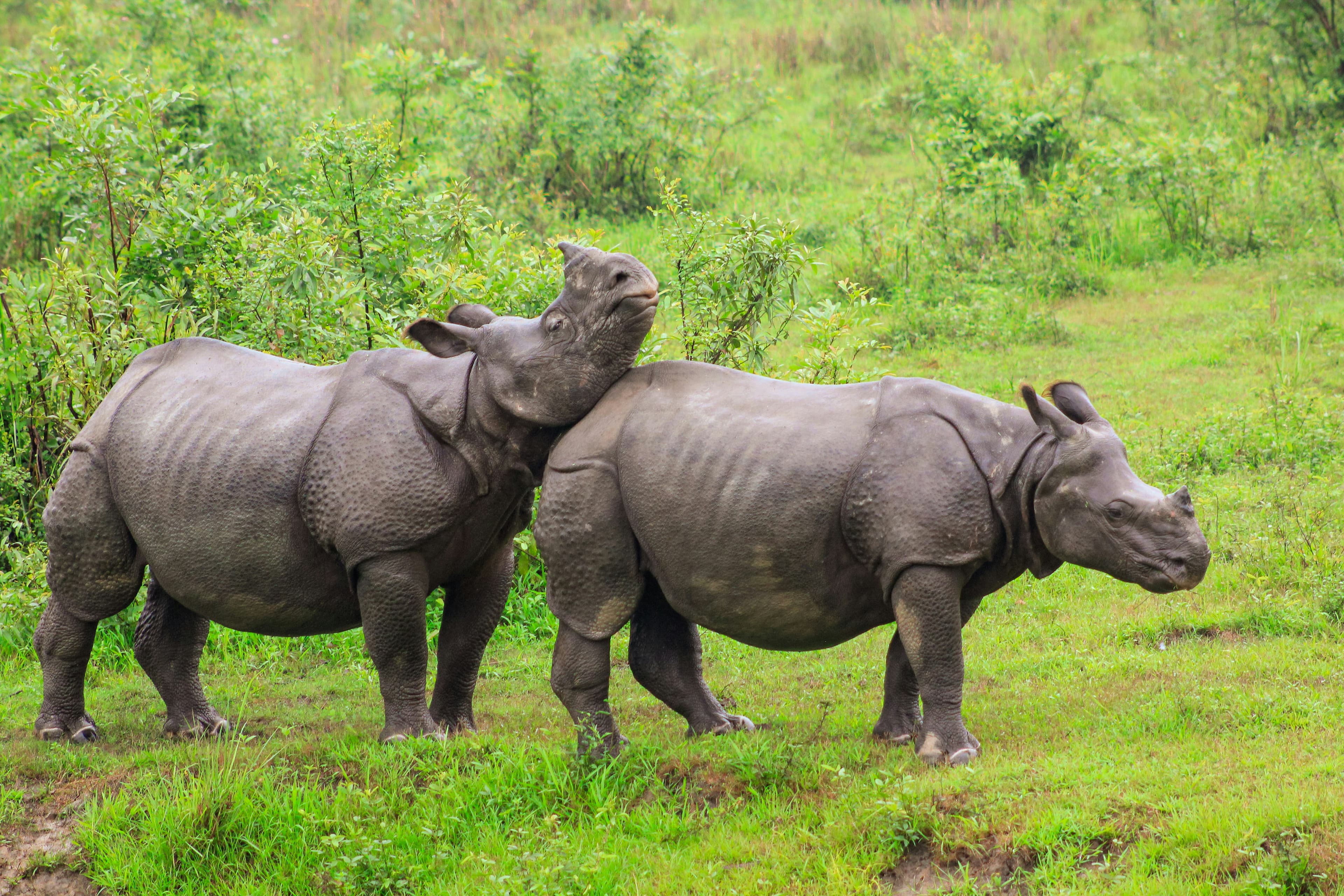 Meghalaya–Kaziranga Wilderness Circuit