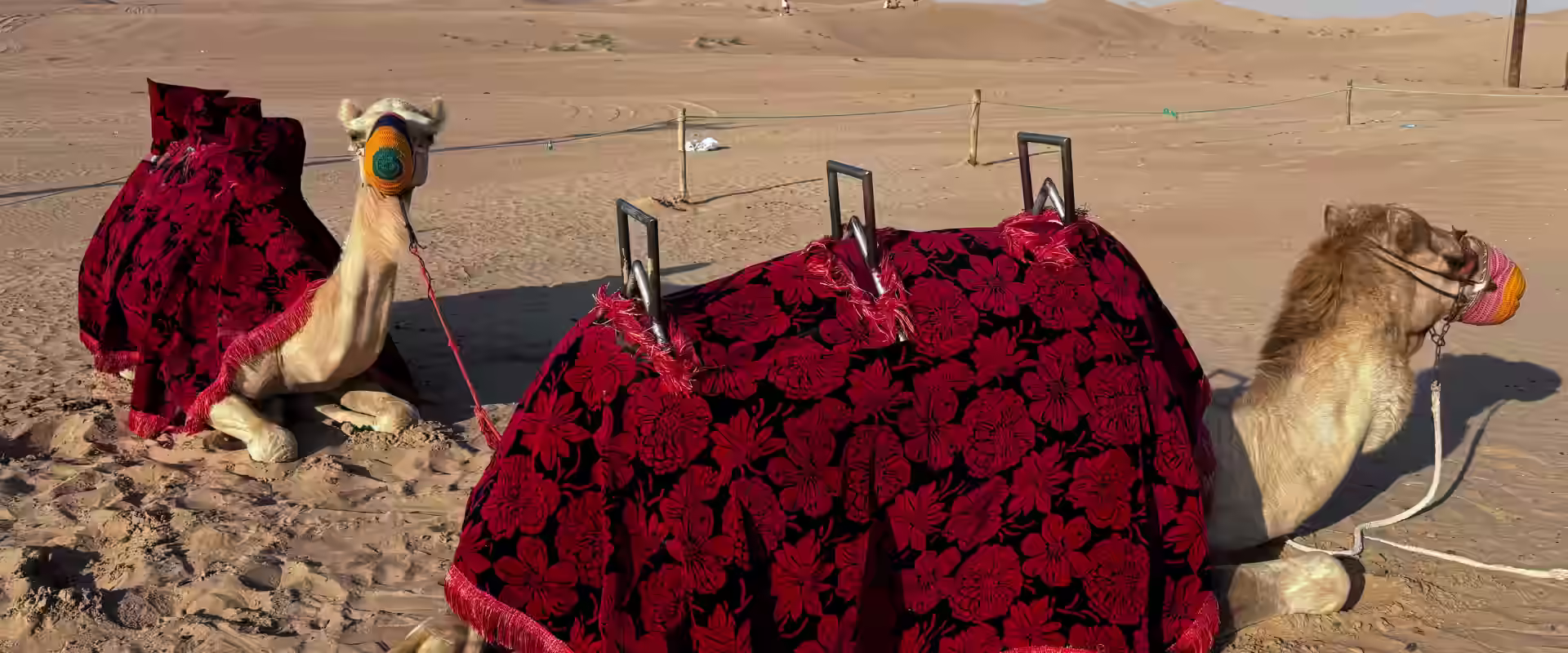 Dubai + Abu Dhabi Luxury Tour image 4