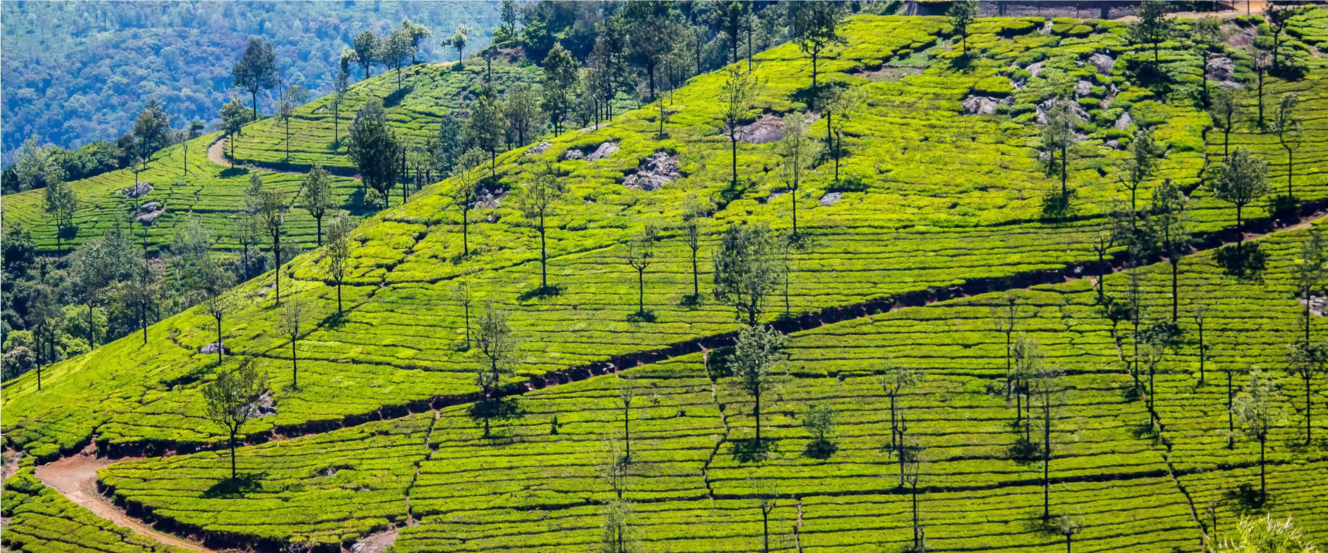 Kodaikanal Escape image 6