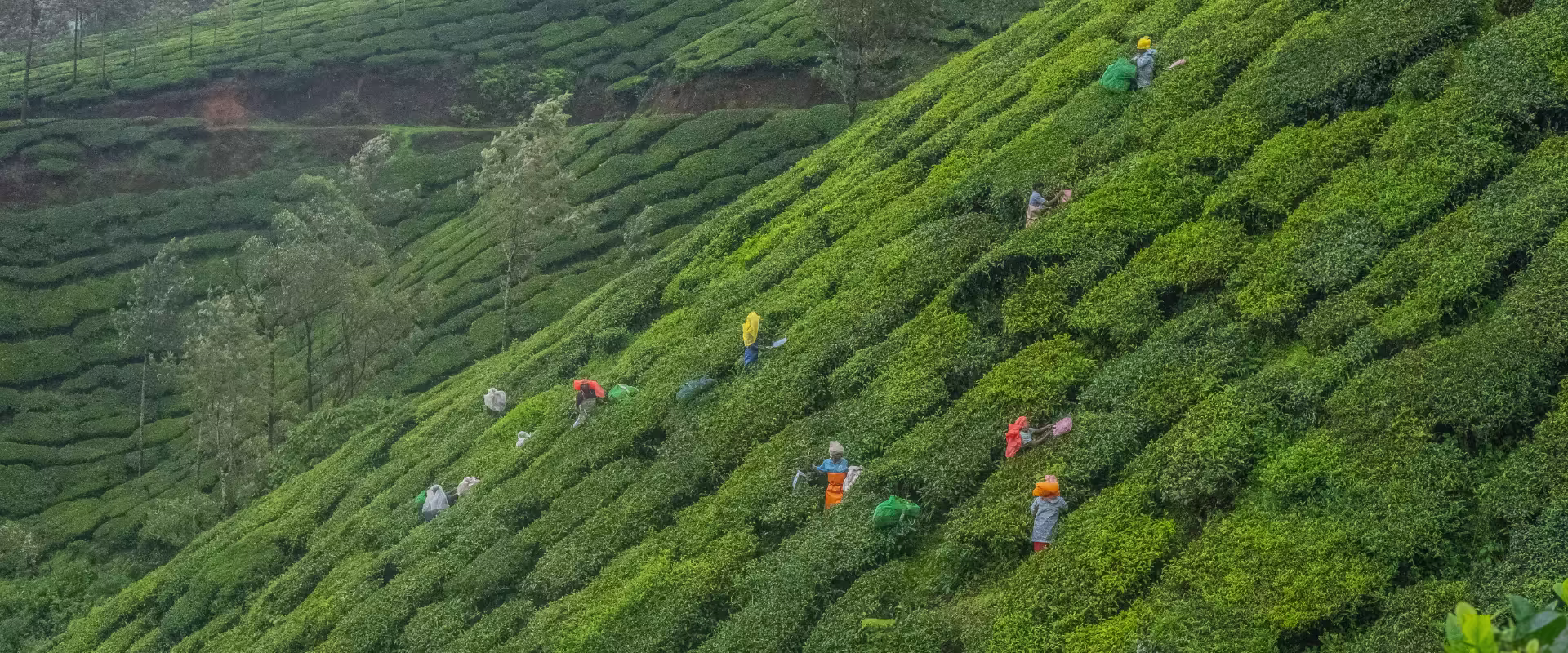 Kerala Classic image 4