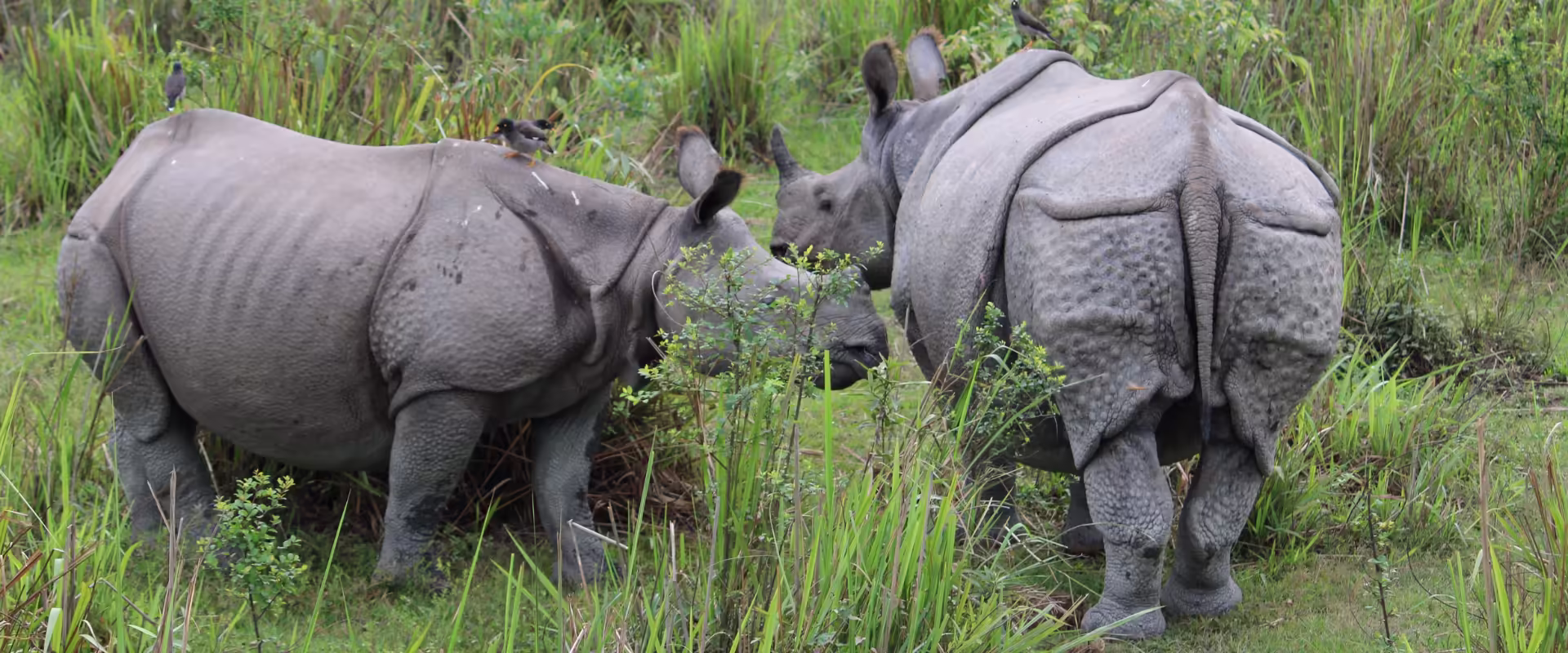 Meghalaya–Kaziranga Wilderness Circuit image 4
