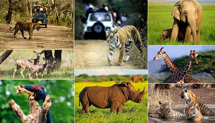 Wildlife Sanctuaries in India that You Can Visit Even in the Monsoons