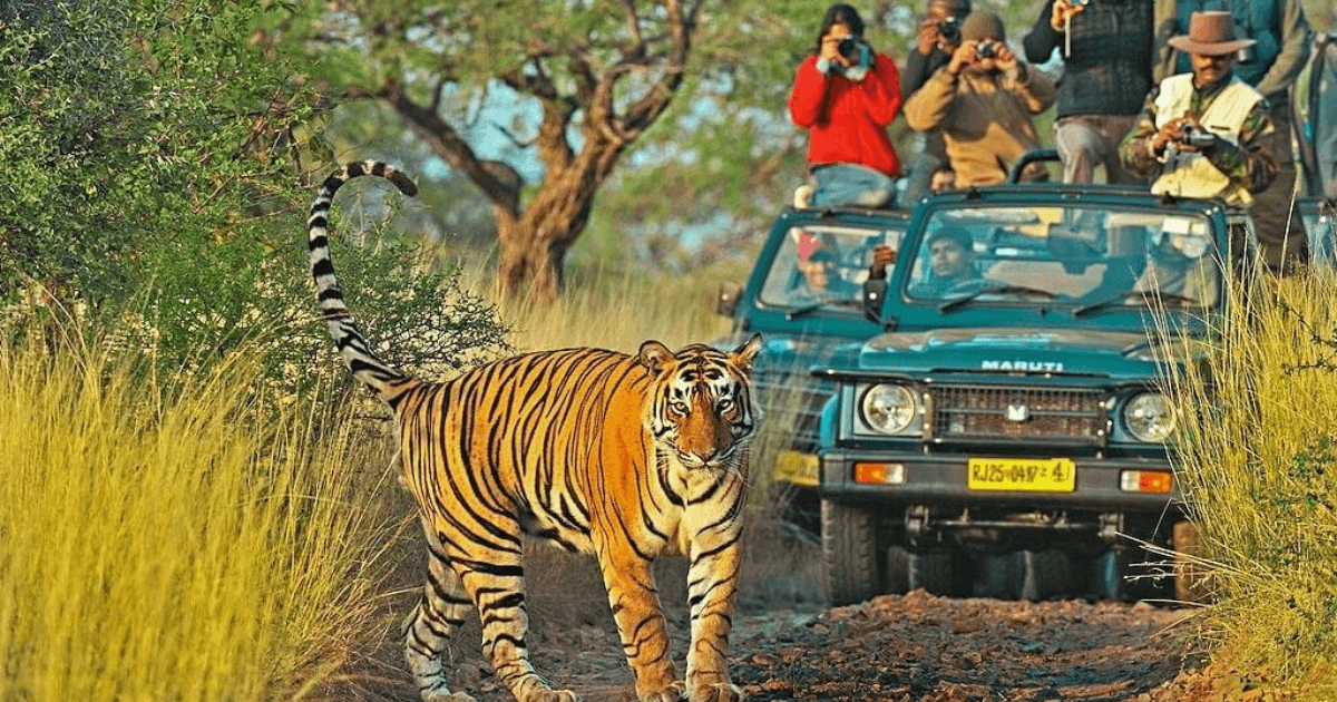 Should You Visit Ranthambore Tiger Reserve During the Monsoon? A Safari Guide