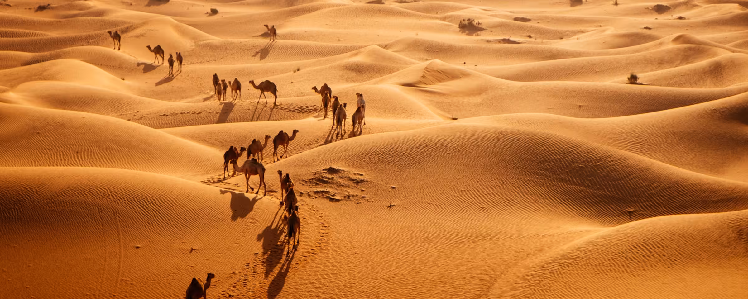 Explore Packages in Saudi-arabia