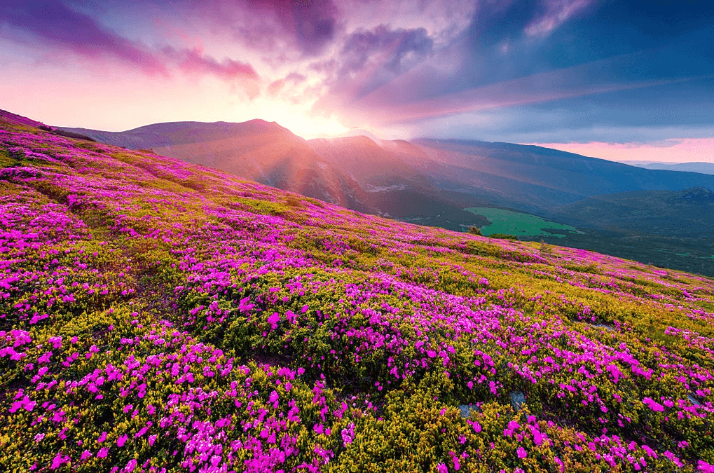 Valley of Flowers Trek