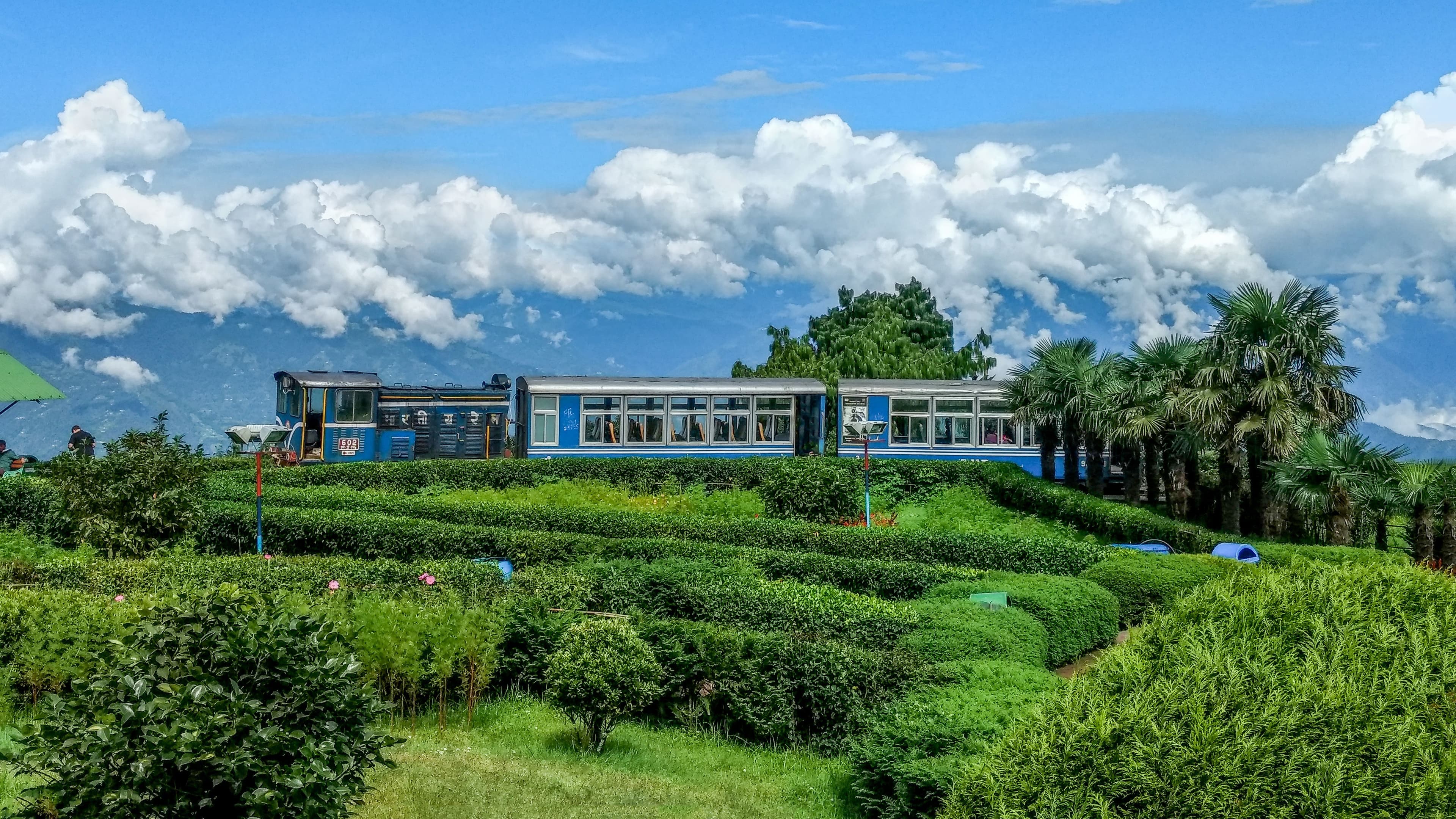 Darjeeling Tour Guide for Families: Tea Gardens, Toy Train & Smart Travel Tips