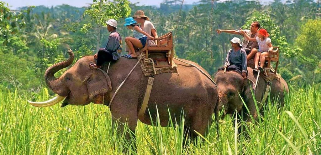 Back On The Elephant Trail: Safaris Return To Corbett And Rajaji