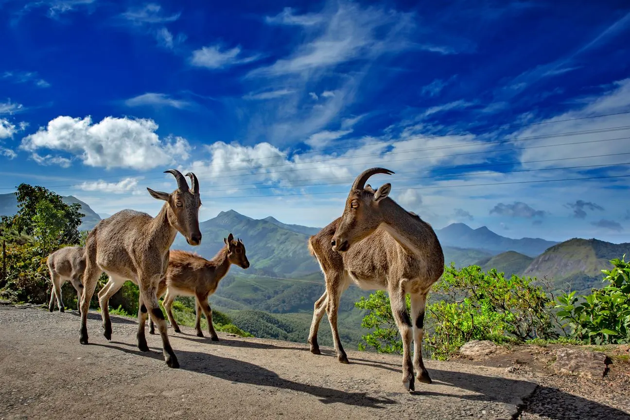 Kerala National Park Reopened for Nilgiri Tahr Sightings