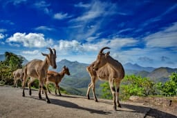 Nilgiri Tahr grazing in the hills of Eravikulam National Park, Kerala