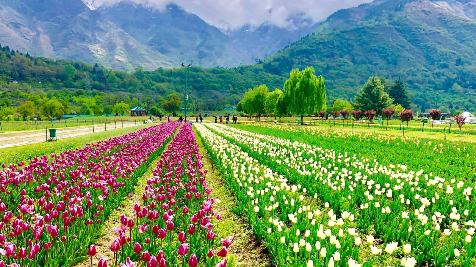 Asia’s Largest Tulip Garden Opens in Kashmir on March 16