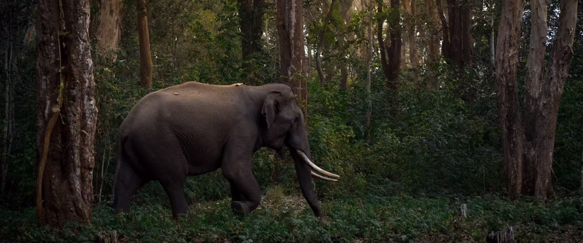 Kerala / Karnataka Wildlife image 2