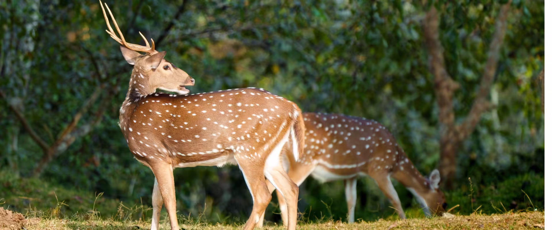 Kerala / Karnataka Wildlife image 3