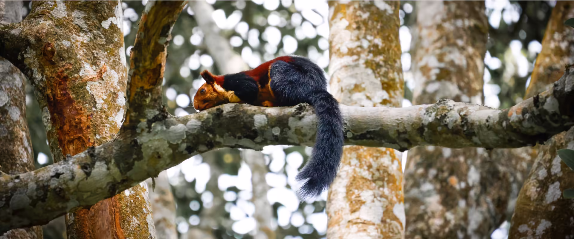 Kerala / Karnataka Wildlife image 5