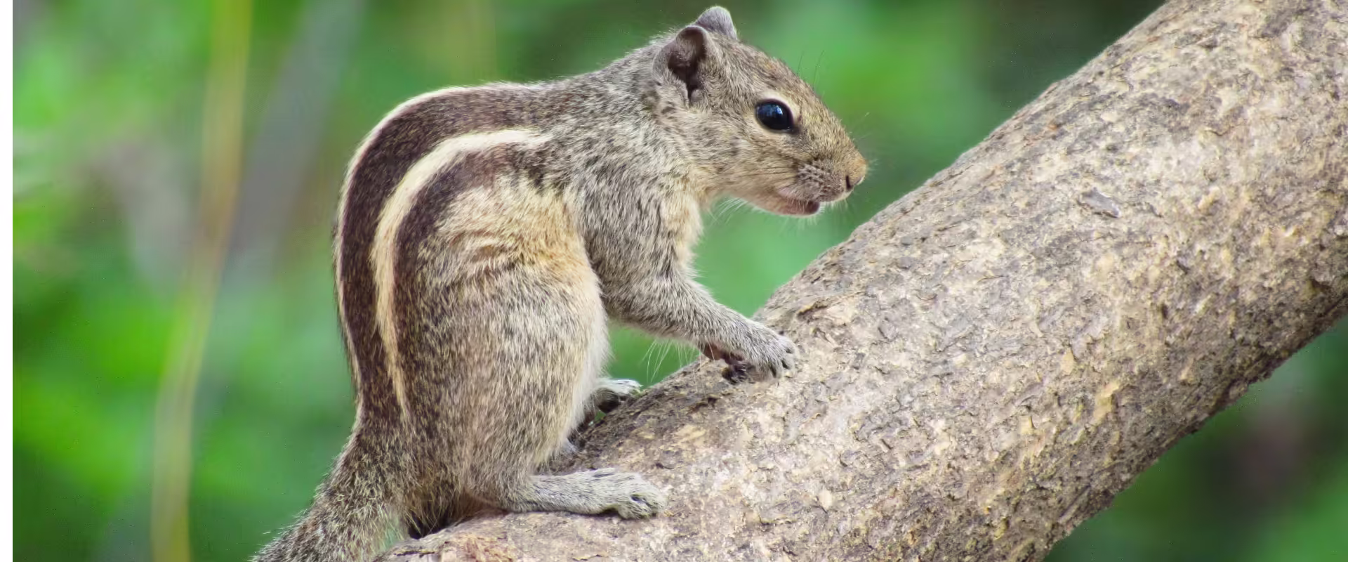 Kerala / Karnataka Wildlife image 6