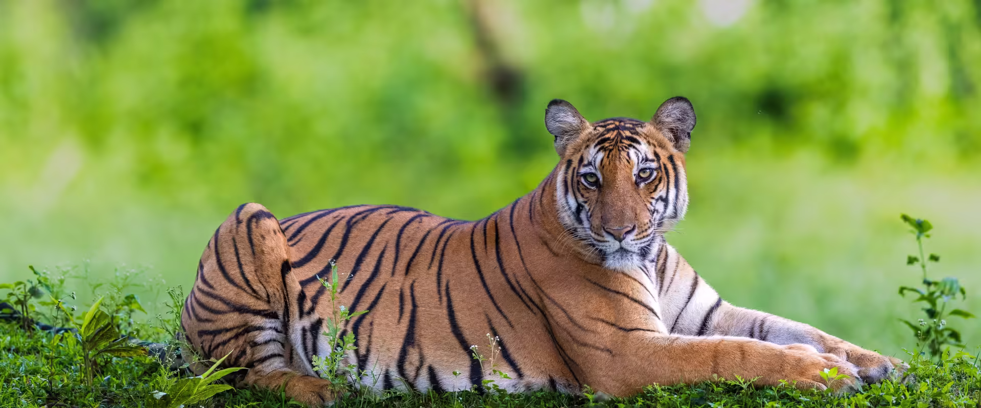 Kerala / Karnataka Wildlife image 7