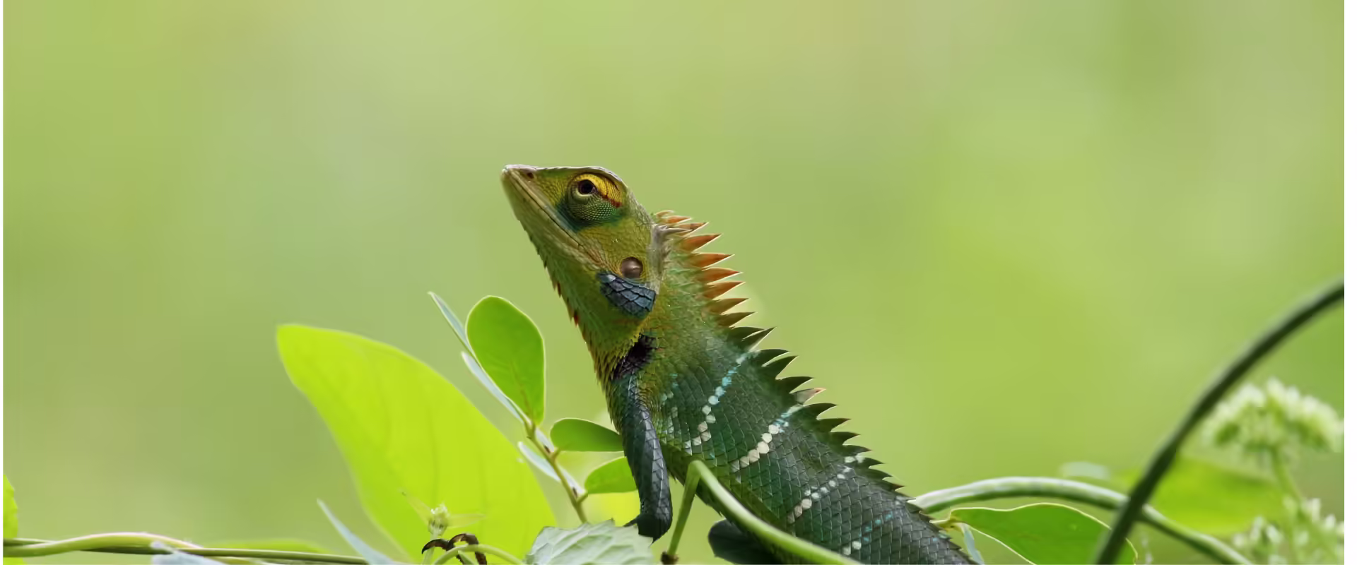 Kerala / Karnataka Wildlife image 8