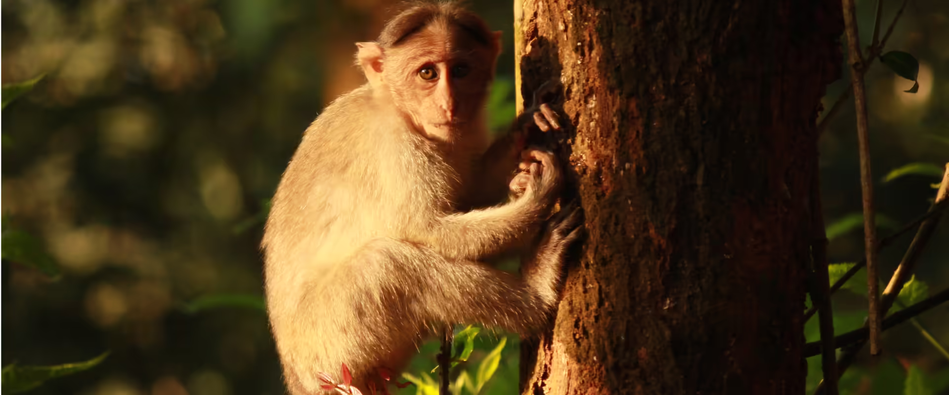 Kerala / Karnataka Wildlife image 9