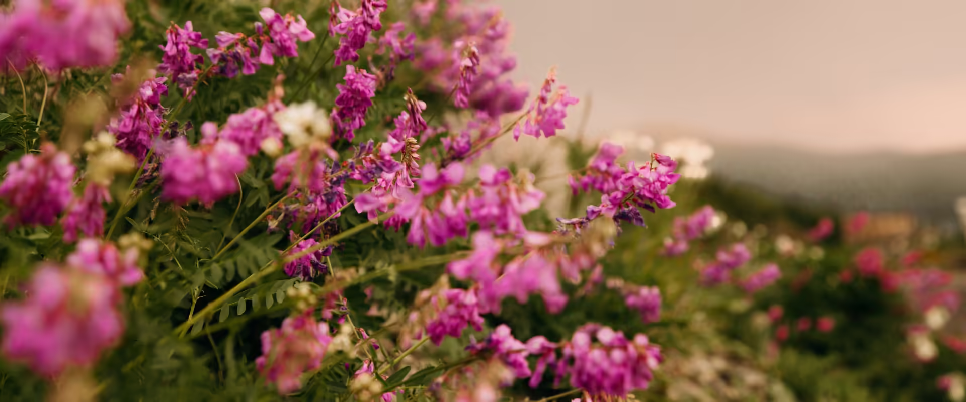 Valley of Flowers Trek image 2