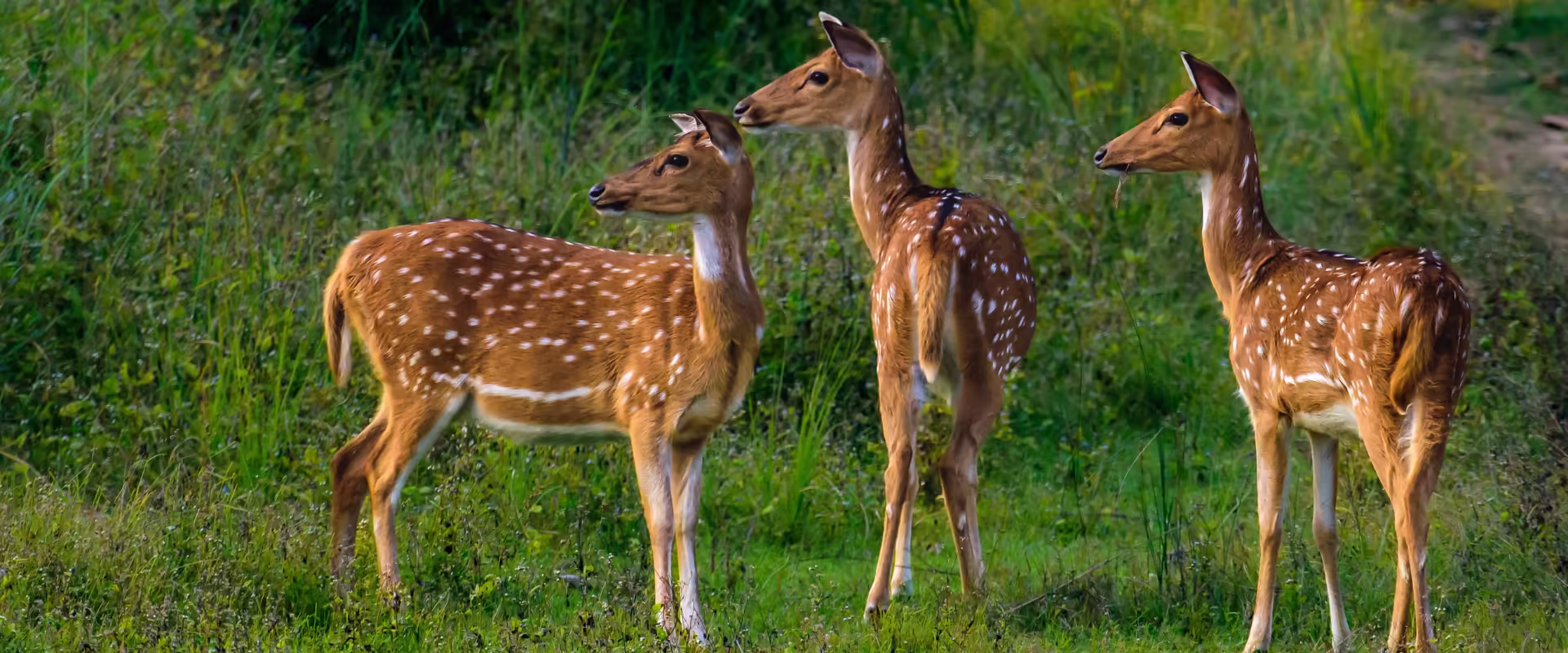 Nainital & Jim Corbett Group Tour – 3N/4D Adventure image 5