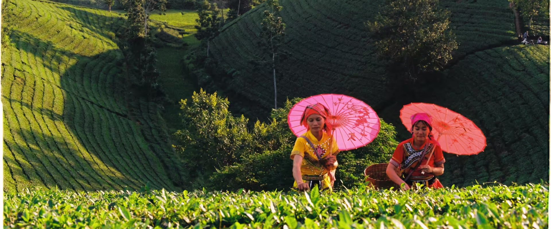 Darjeeling & Gangtok Delight Combo Tour image 4