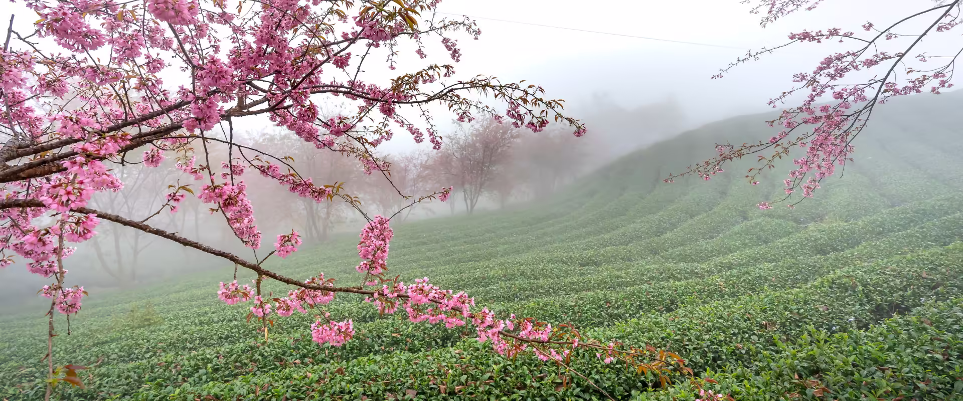 Darjeeling Escape image 8