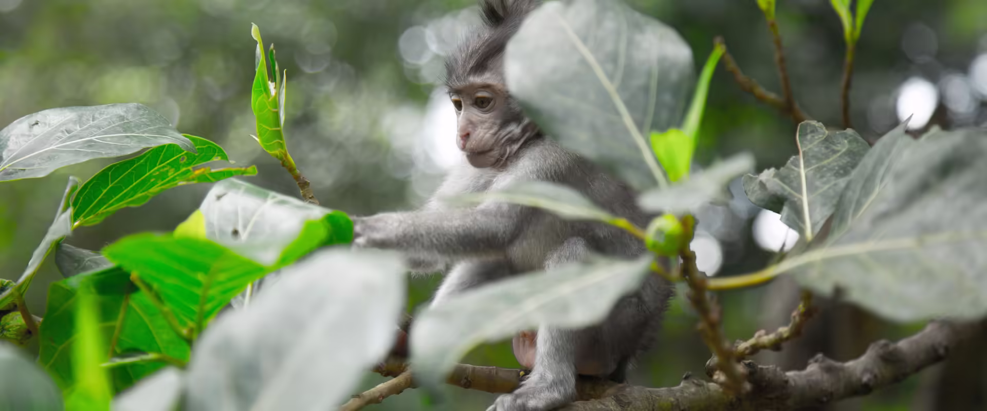 Indonesia Bali Tour Package from Delhi image 7