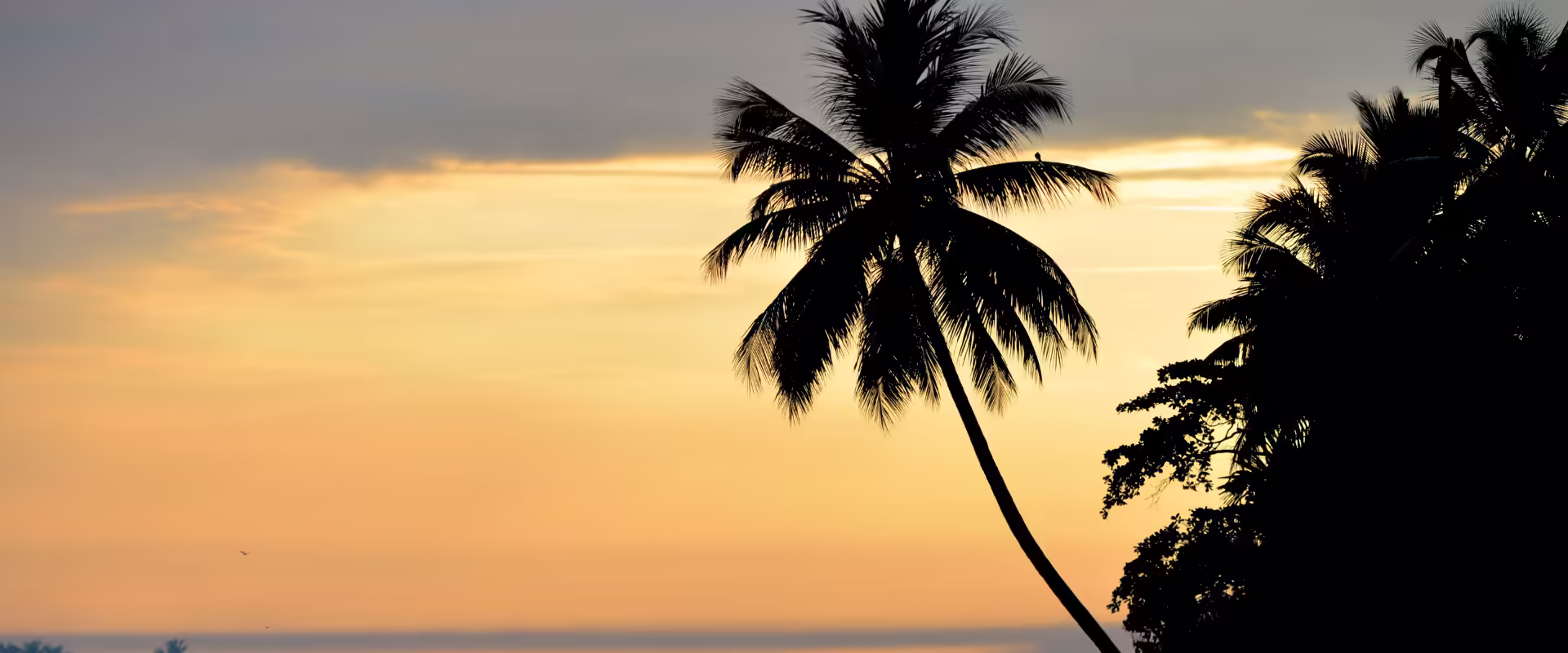 Tropical Paradise Honeymoon: Andaman’s Havelock & Neil Island image 5