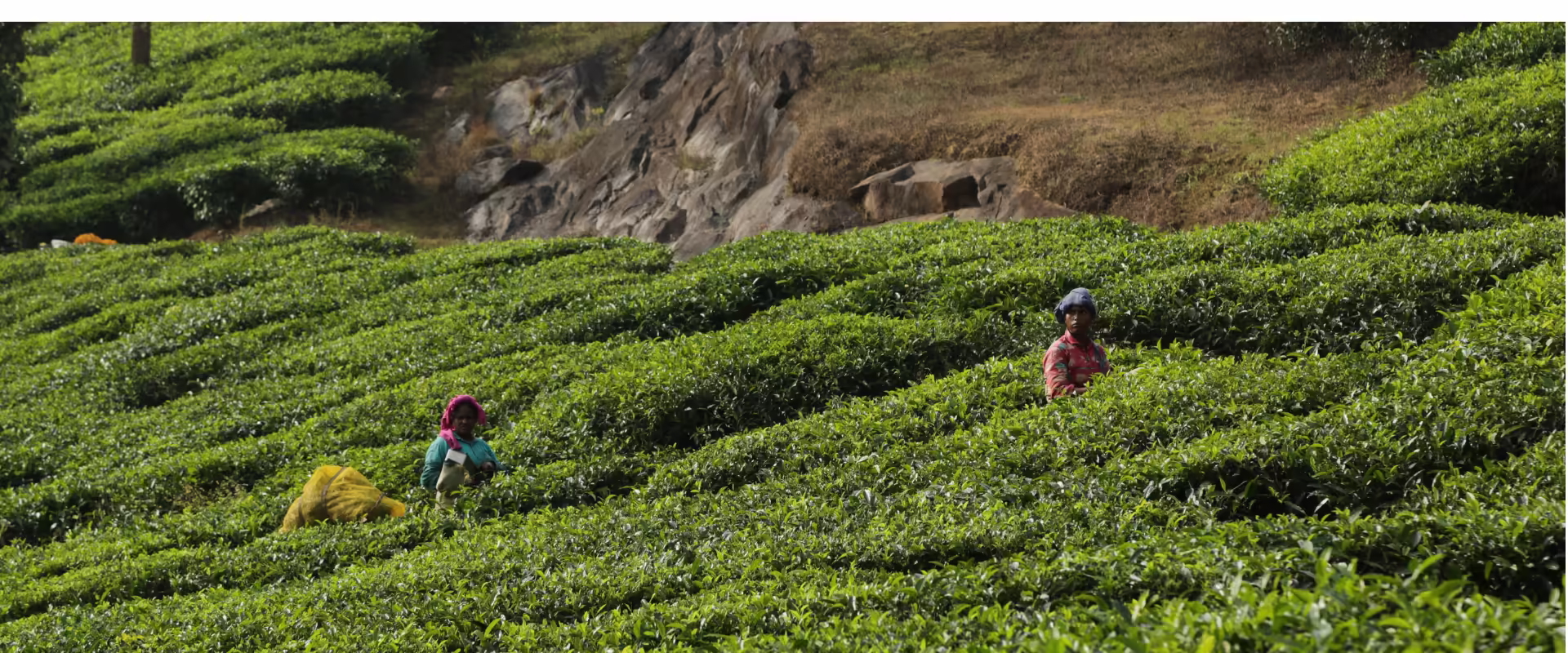 Romantic Hills Escape: Munnar, Kerala Honeymoon image 3