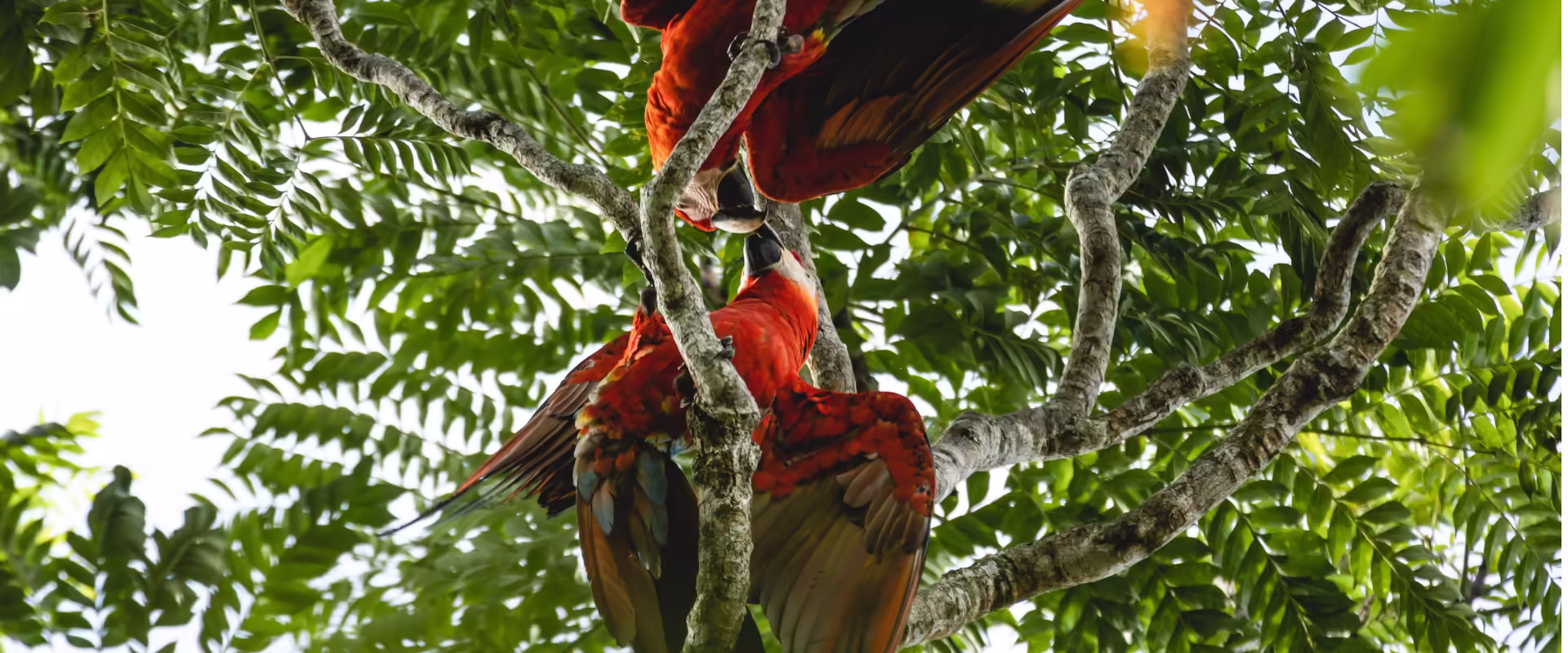 Tropical Paradise Honeymoon: Andaman’s Havelock & Neil Island image 9