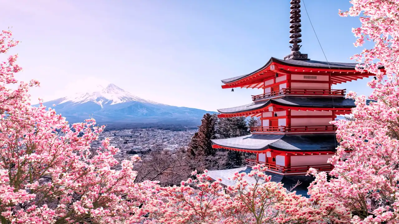 Mount Fuji Cherry Blossom Event Cancelled Amid Overtourism